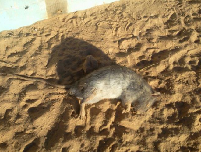 انتشار القوارض هاجس يقلق مهجري مخيم إعزاز شمال سورية 