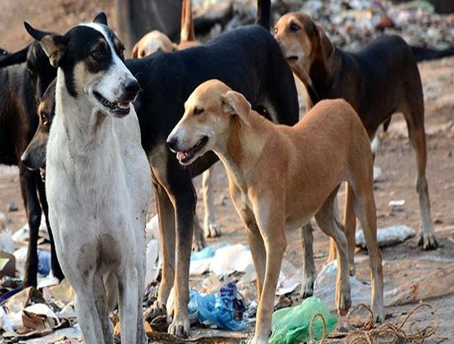 سكان مخيم خان الشيح يشتكون من انتشار الكلاب الضالة 