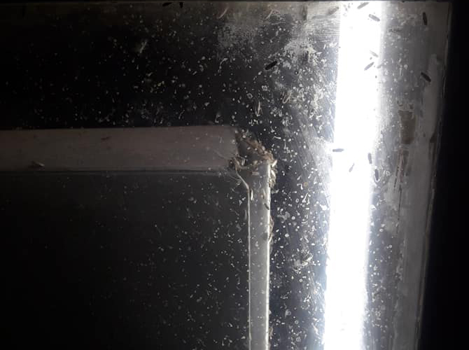 أهالي مخيم السبينة يشكون كثافة انتشار الحشرات وغزوها لمنازلهم 