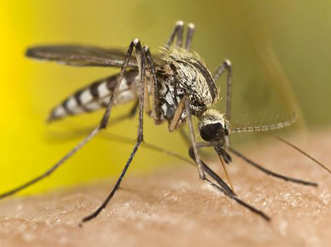 موجة حشرات طائرة تجتاح مخيم العائدين في حماة 