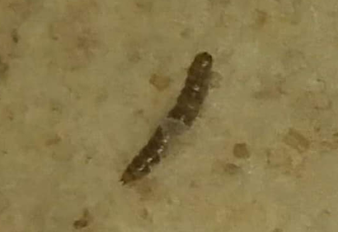 «دود وحشرات» في رغيف الخبز بمخيم خان دنون وسط غياب الرقابة والمحاسبة 