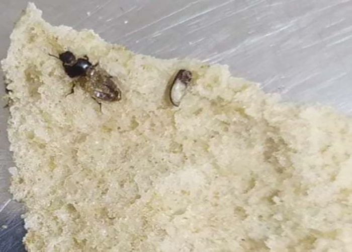 مخيم النيرب.. العثور على حشرات داخل أرغفة الخبز 