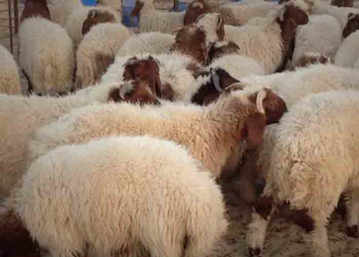 الواقع الاقتصادي يحرم العائلات الفلسطينية والسورية من أضاحي العيد