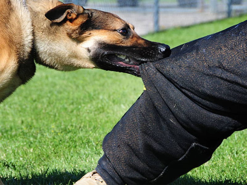 كلب ضال يتسبب بنقل مسن من أبناء مخيم اليرموك إلى المشفى 