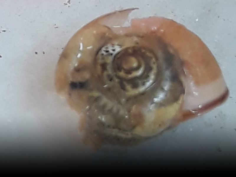 حمص. مطالبات بتدابير صحية في مخيم العائدين بعد العثور على حشرات في الطعام