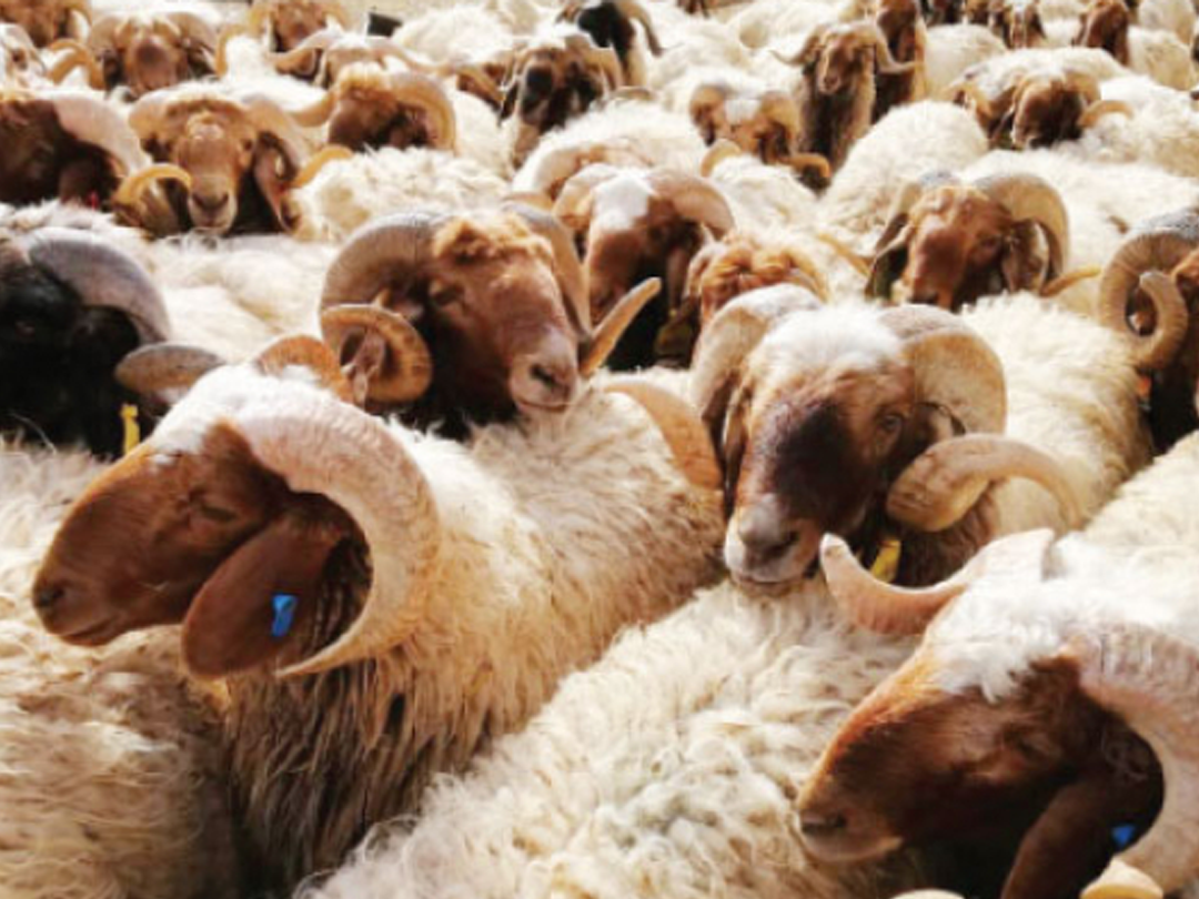 الأزمة الاقتصادية تجبر فلسطينيي سوريا على التخلي عن أضاحي العيد