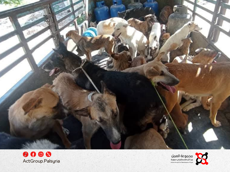 مخيم خان دنون. مبادرة شبابية لمواجهة خطر الكلاب الشاردة وحماية الأهالي