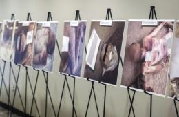 عشية اليوم الدولي للاعنف، مجموعة العمل: 5232 فلسطينياً ضحية انتهاكات  جسدية جراء العنف المتواصل في سورية 