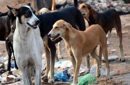 سكان مخيم خان الشيح يشتكون من انتشار الكلاب الضالة 