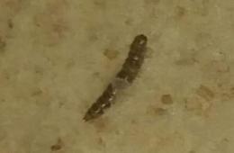 «دود وحشرات» في رغيف الخبز بمخيم خان دنون وسط غياب الرقابة والمحاسبة 