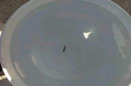 أهالي مخيم المحمدية ودير بلوط يتخوفون من تلوث مياه الشرب 