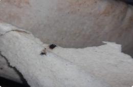 مخيم النيرب.. شكوى من وجود حشرات داخل الخبز