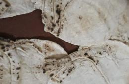 أهالي مخيم جرمانا يشتكون من سوء جودة الخبز