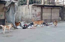 مخيم خان دنون.. انتشار الكلاب الضالة تهدد الأهالي والأطفال 
