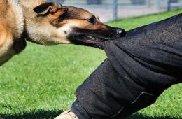 كلب ضال يتسبب بنقل مسن من أبناء مخيم اليرموك إلى المشفى 