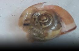 حمص. مطالبات بتدابير صحية في مخيم العائدين بعد العثور على حشرات في الطعام