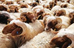 الأزمة الاقتصادية تجبر فلسطينيي سوريا على التخلي عن أضاحي العيد