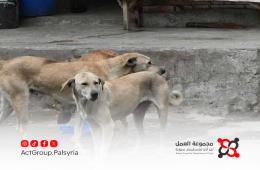 كلاب ضالة تهدد أطفال مخيم خان دنون ومناشدات للجهات المعنية بالتدخل