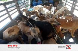 مخيم خان دنون. مبادرة شبابية لمواجهة خطر الكلاب الشاردة وحماية الأهالي