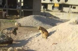 حملة للقضاء على الكلاب الشاردة في الحسينية والديابية والسيدة زينب 